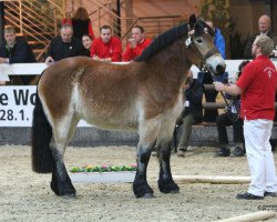 Dressurpferd Fanny (Noriker, 2013, von Fritz)