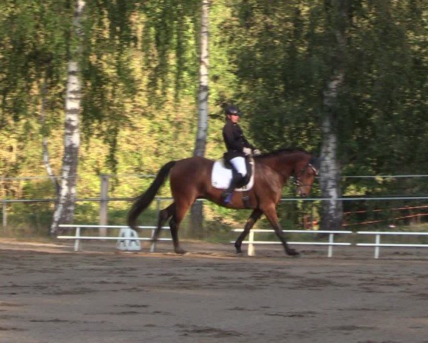 Reitturnier Lgl.-Oberhain, B95 2024