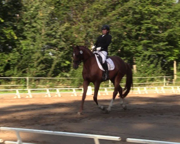 Reitturnier Lgl.-Oberhain, B95 2024