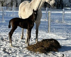 Dressurpferd Stute von Secret-Dressage Royal (Hannoveraner, 2023, von Secret)