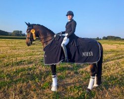 dressage horse Sandro (Czech Warmblood, 2013, from Sandro Classic)