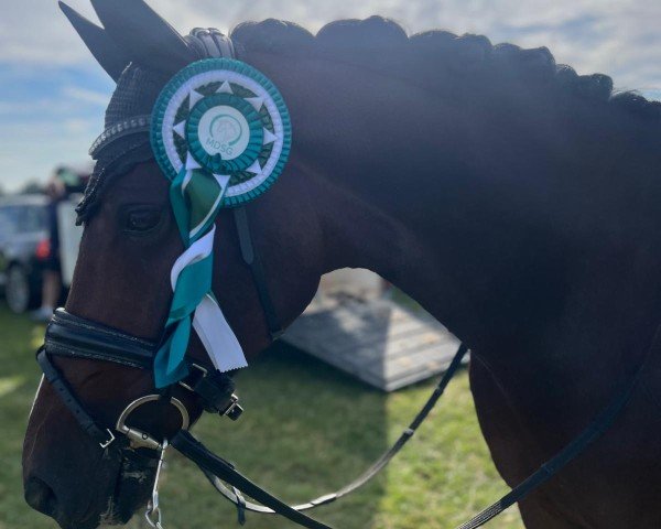 dressage horse Beau Rivage 15 (Oldenburg, 2018, from Callaho's Benicio)