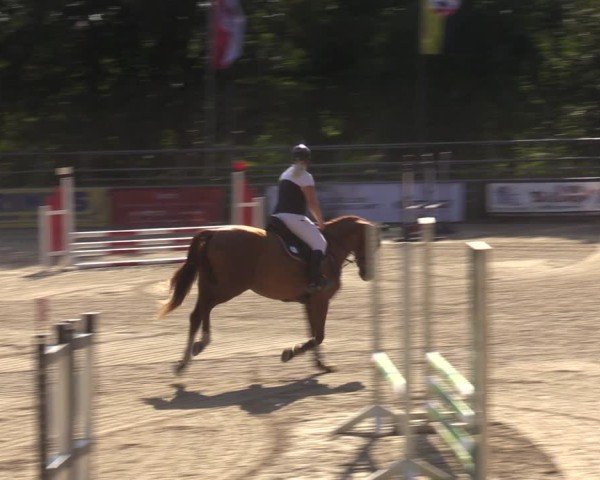 Reitturnier Lgl.-Oberhain, B95 2024