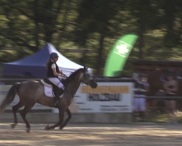 Reitturnier Lgl.-Oberhain, B95 2024
