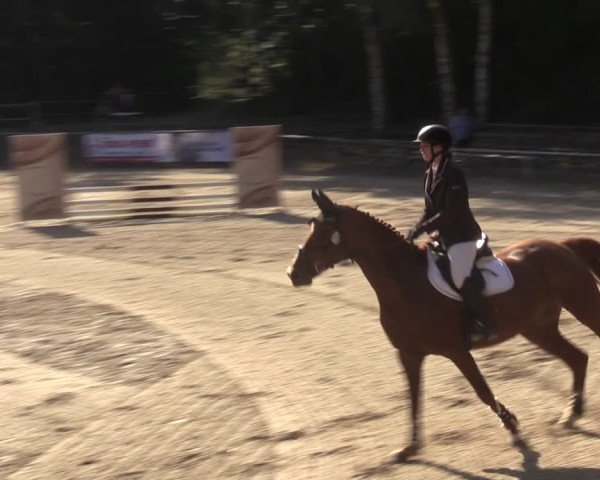 Reitturnier Lgl.-Oberhain, B95 2024