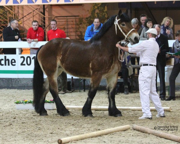 Zuchtstute Fanny (Rheinisch-Deutsches Kaltblut, 2013, von Franziskus)