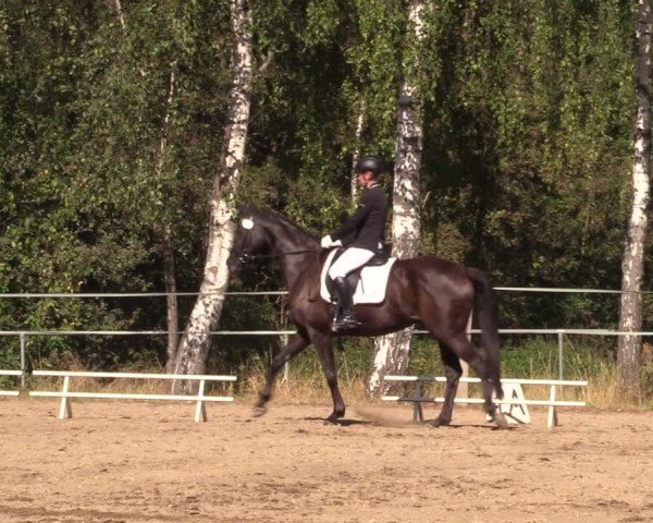 Reitturnier Lgl.-Oberhain, B95 2024