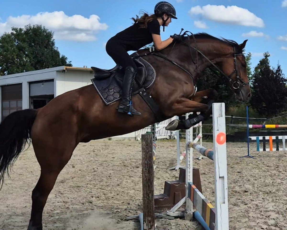 dressage horse Varos (Hanoverian, 2015, from Viscount 22)