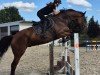 dressage horse Varos J (Hanoverian, 2015, from Viscount 22)