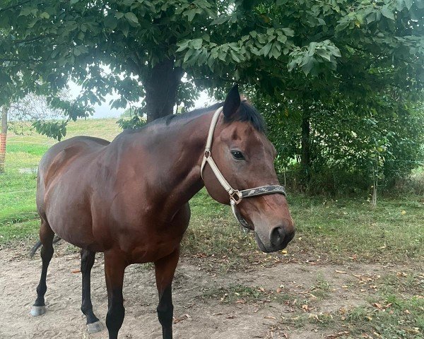 broodmare Freising (Thoroughbred, 2006, from Macanal xx)