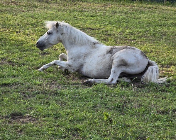 dressage horse Fiona 613 (unknown, 2009)