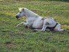 dressage horse Fiona 613 (unknown, 2009)