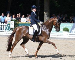 dressage horse Livorno 66 (Hanoverian, 2019, from Livaldon)