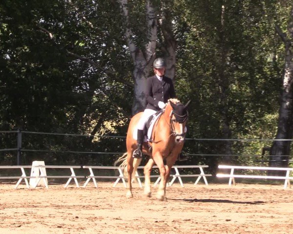 Reitturnier Lgl.-Oberhain, B95 2024