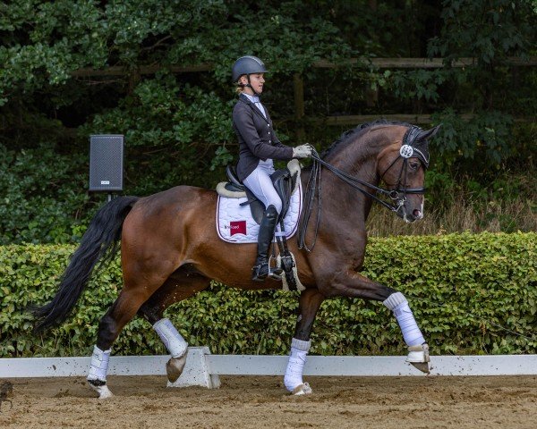 dressage horse Brefood's Grey Fidell (Oldenburg, 2014, from Grey Flanell)