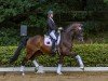 dressage horse Brefood's Grey Fidell (Danish Warmblood, 2014, from Grey Flanell)