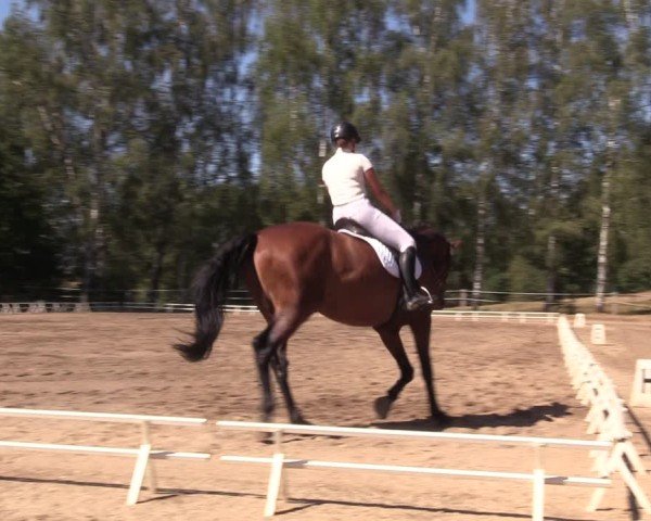 Reitturnier Lgl.-Oberhain, B95 2024