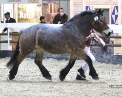 broodmare Antonia (Rhenish-German Cold-Blood, 2013, from Antonio 2262)