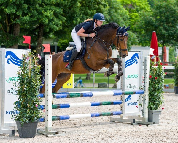 jumper Nero van de Fokkerhutte (KWPN (Royal Dutch Sporthorse), 2018)