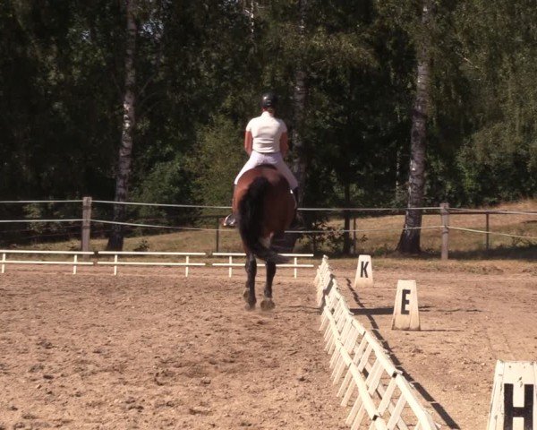 Reitturnier Lgl.-Oberhain, B95 2024
