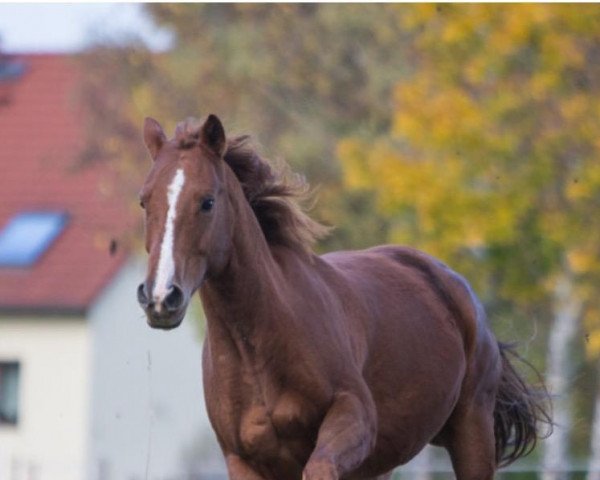 Pferd IHR Marten King Bar (Quarter Horse, 2008, von IHR Malcom Dee Bar)