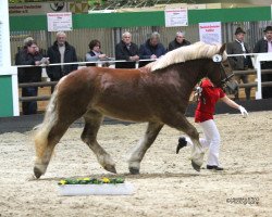 broodmare Eleni (Rhenish-German Cold-Blood, 2013, from Erdinger Gold)