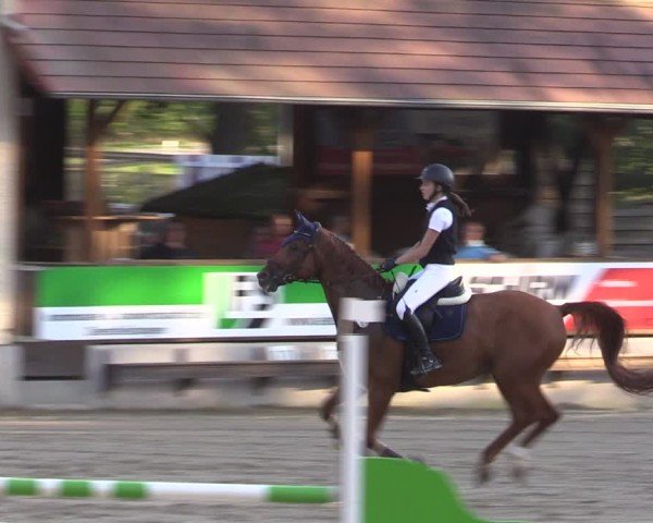 Reitturnier Lgl.-Oberhain, B95 2024