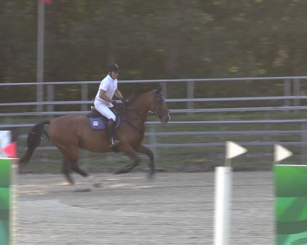 Reitturnier Lgl.-Oberhain, B95 2024