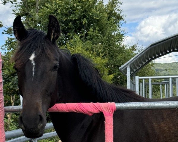 dressage horse Skyline TT (Westphalian, 2023, from So Perfect)