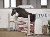 stallion Düneburgs Toto (Welsh-Pony (Section B), 2018, from Tip Top GD)