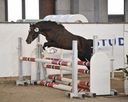 Deckhengst Düneburgs Toto (Welsh Pony (Sek.B), 2018, von Tip Top GD)