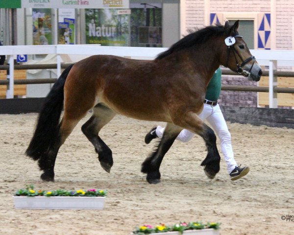 broodmare Franka (Rhenish-German Cold-Blood, 2013, from Fulminant)