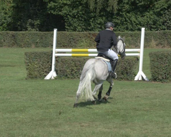 Reitturnier Westeregeln 2024