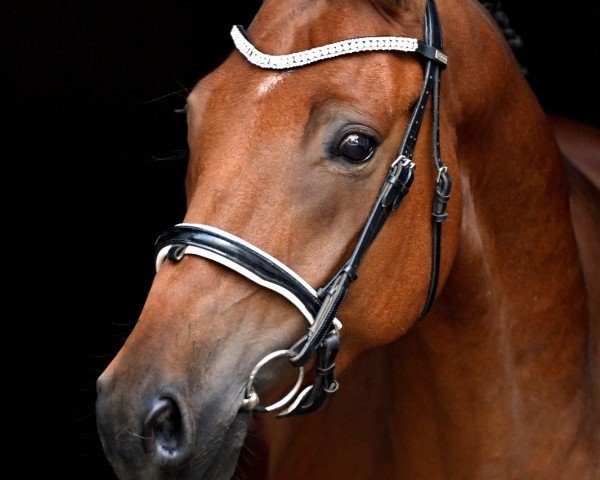 dressage horse Denver 292 (German Riding Pony, 2019, from Dance Star AT)