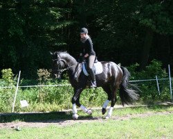 dressage horse Sandmann DB (Oldenburg, 2009, from Swagman 2)