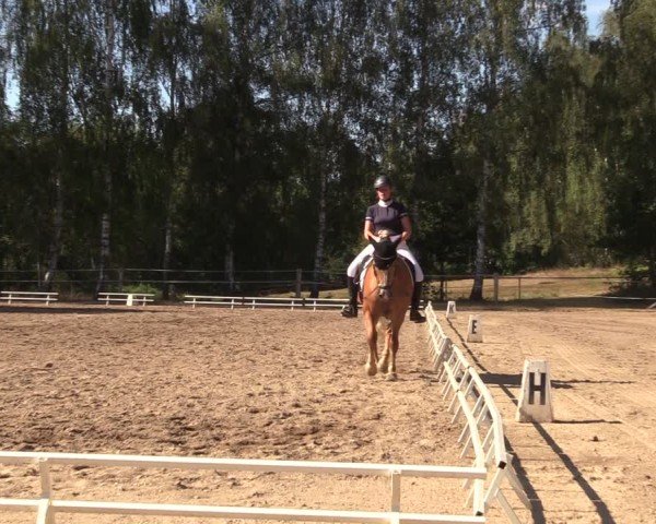 Reitturnier Lgl.-Oberhain, B95 2024