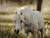 horse Powys Fudge (Welsh mountain pony (SEK.A), 2014, from Powys (NL) Shon)