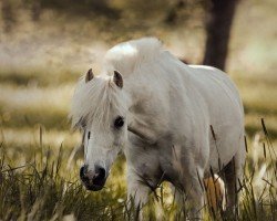 horse Powys Fudge (Welsh mountain pony (SEK.A), 2014, from Powys (NL) Shon)