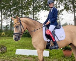 dressage horse Quentin GK 3 (German Sport Horse, 2019, from Qaside Md)