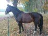 broodmare Isa 59 (German Sport Horse, 2008, from Ron Rubin)