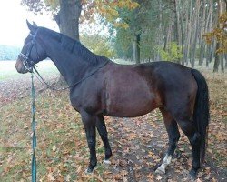 broodmare Isa 59 (German Sport Horse, 2008, from Ron Rubin)