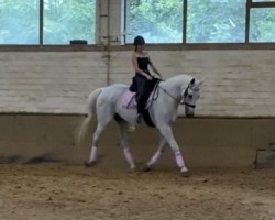 dressage horse Sir Shadow Boy (Westphalian, 2005, from Sir Bedo)