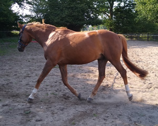 Pferd Surprise (Trakehner, 2011, von Abdullah)