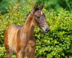 foal by Vio (Hanoverian, 2024, from Van Vermeer)