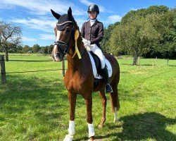 dressage horse Fortuna Forever (Hanoverian, 2019, from Floris Prince)