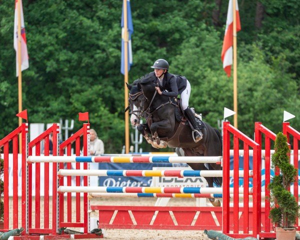 stallion Magic's Boy St (German Riding Pony, 2012, from Magic Cornflakes)