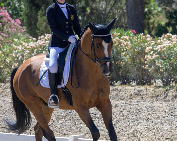 dressage horse Quanto Fino 11 (Westphalian, 2017, from Quotenkoenig 2)