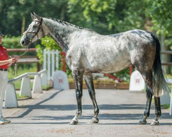 Springpferd Chacloubet (Oldenburger Springpferd, 2018, von Chacoon Blue)