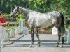 jumper Chacloubet (Oldenburg show jumper, 2018, from Chacoon Blue)