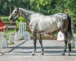 jumper Chacloubet (Oldenburg show jumper, 2018, from Chacoon Blue)